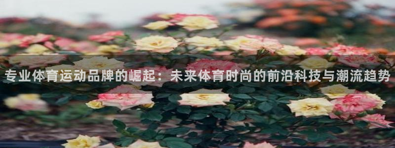 双赢平台体育代理